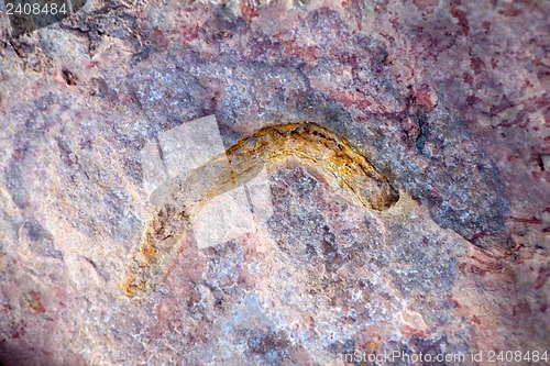 Image of invertebrate fossils