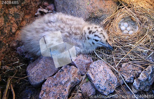 Image of chick of a Black-headed gull