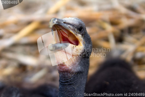 Image of chick of a cormorant