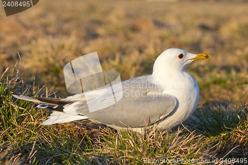Image of common seagull bird