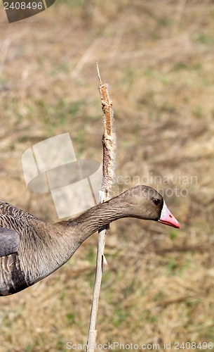 Image of bean goose