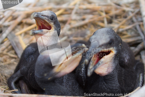 Image of chick of a cormorant