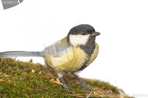 Image of bright titmouse bird