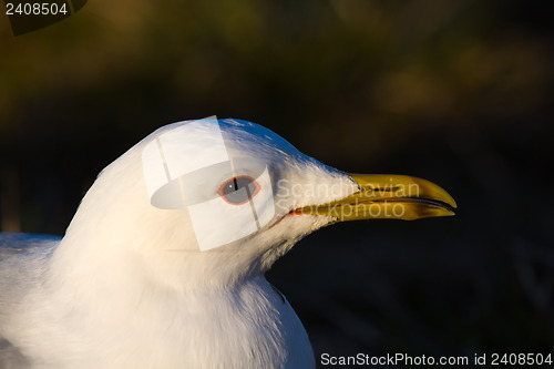 Image of common seagull bird