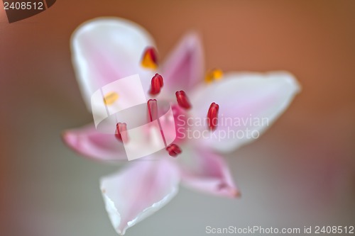 Image of   flowering rush (Butomus umbellatus)