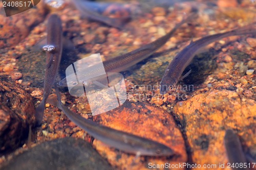 Image of bleak fish