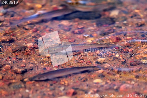 Image of bleak fish