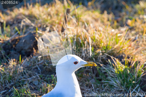 Image of common seagull bird