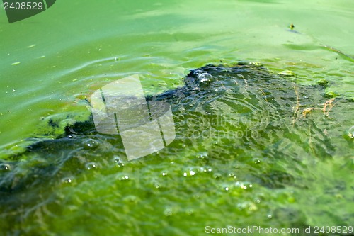 Image of Algae polluted water (  green scum)
