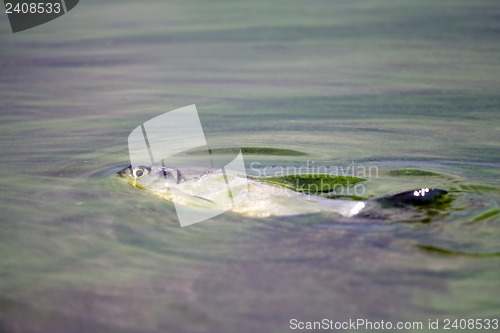 Image of fish poisoned