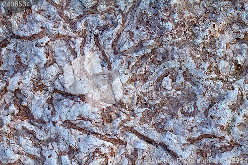 Image of invertebrate fossils