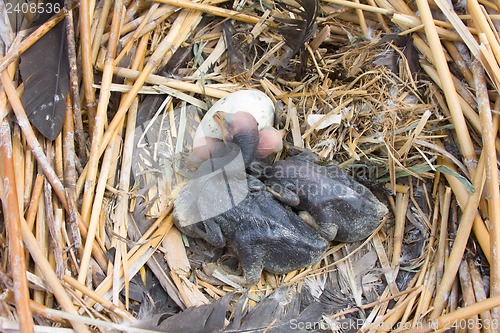 Image of chick of a cormorant