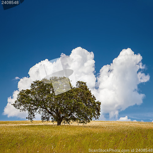 Image of Tree in Field