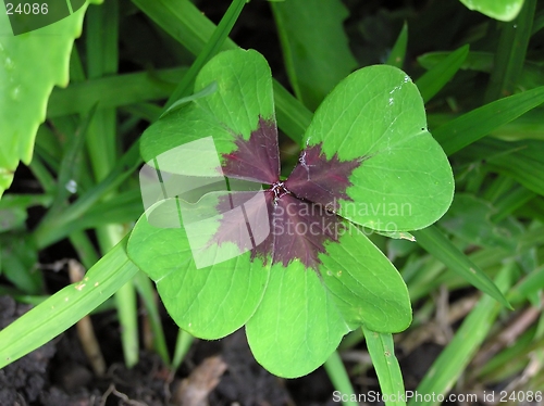 Image of Four Leaf Clover