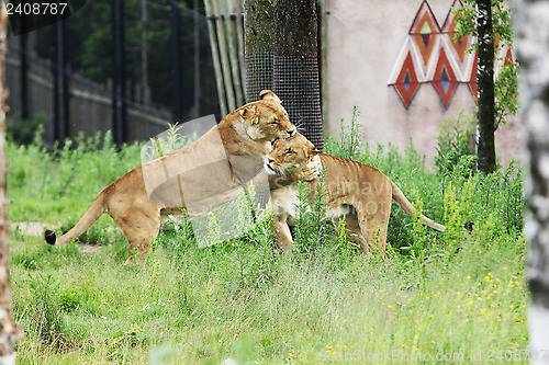 Image of Playfull Lions