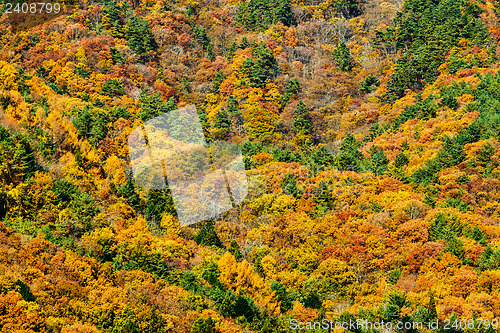 Image of Autumn forest