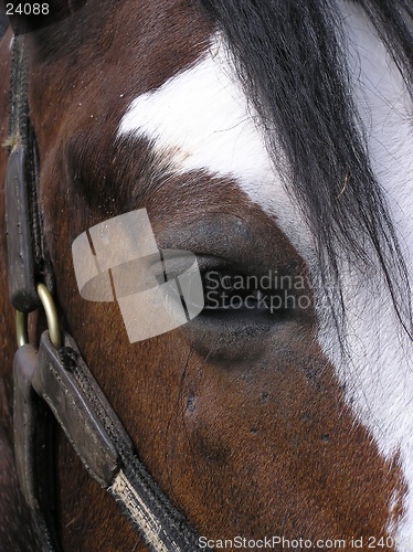 Image of Horse Eye