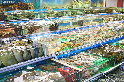 Image of Seafood market fish tank in Hong Kong