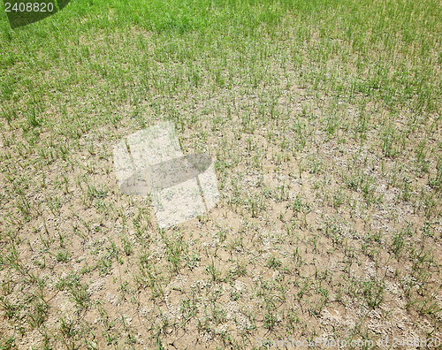 Image of Dried lawn