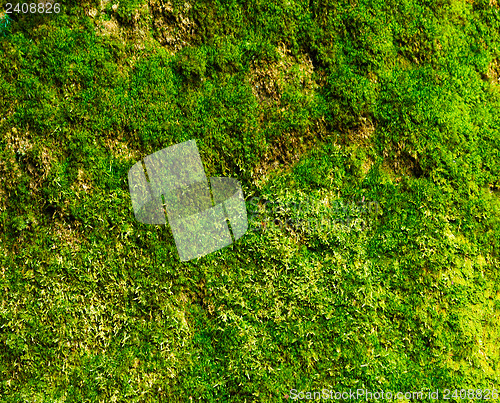 Image of Green plant wall