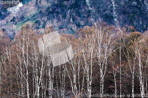 Image of Autumn forest