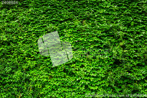 Image of Green Ivy wall