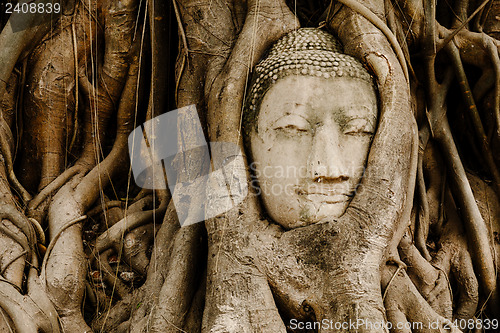 Image of Old tree with buddha head in Ayutthaya