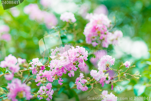 Image of Pink flower tree