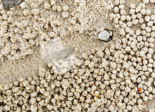 Image of Small white crab moving sand balls