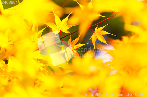 Image of Yellow maple leaves background