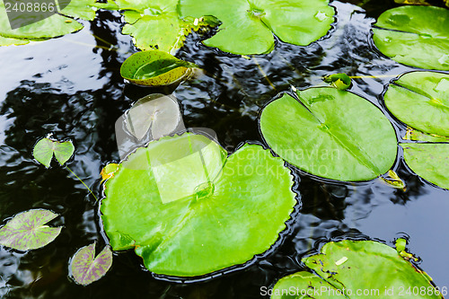 Image of Bright green lilly pad on pond