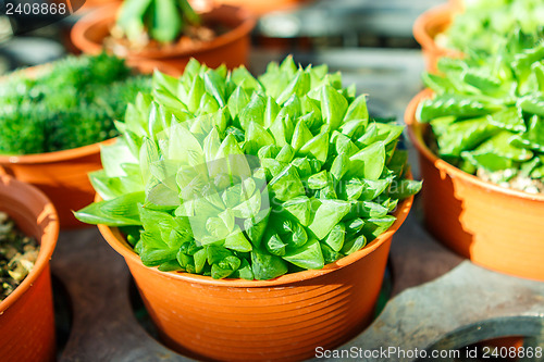 Image of Succulent plant in pot