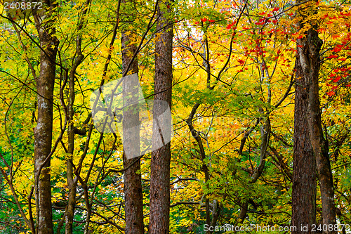 Image of Forest in autumn