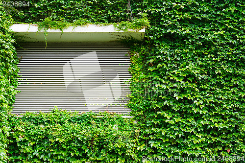 Image of Green ivy leaves wall with metal roller shutter