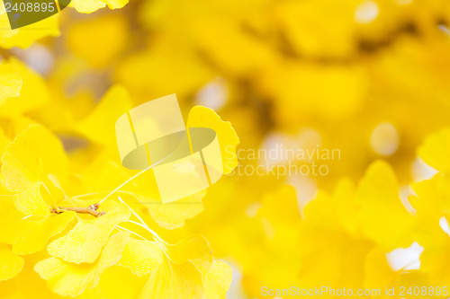 Image of Autumn gingko