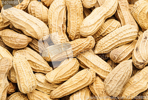 Image of Peanut