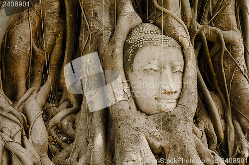 Image of Old tree with buddha head in Ayutthaya