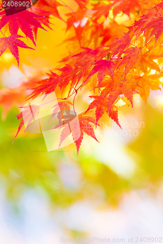 Image of Maple tree in autumn