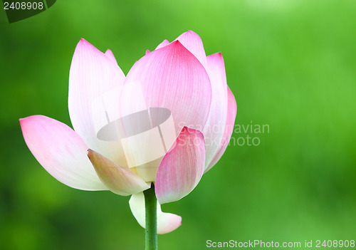 Image of Pink lotus flower