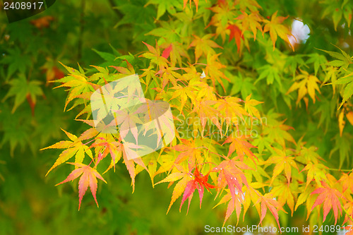 Image of Autumn maple tree