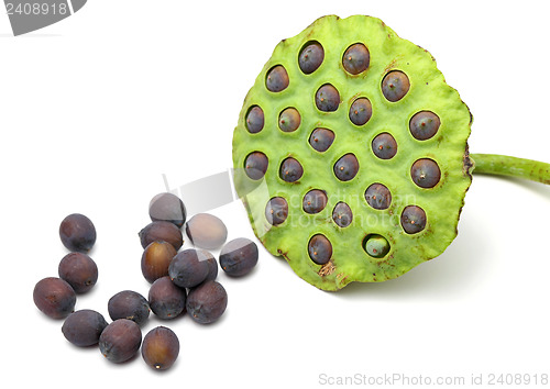 Image of Lotus seed and pod