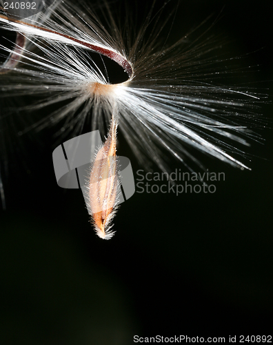 Image of Geranium seed macro