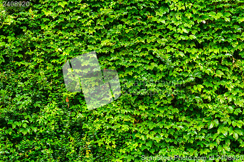 Image of Green leaves wall