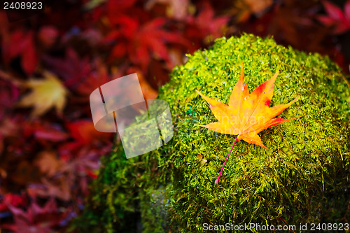 Image of Maple on mossy stone