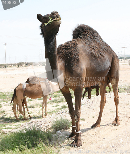 Image of Grazing camels