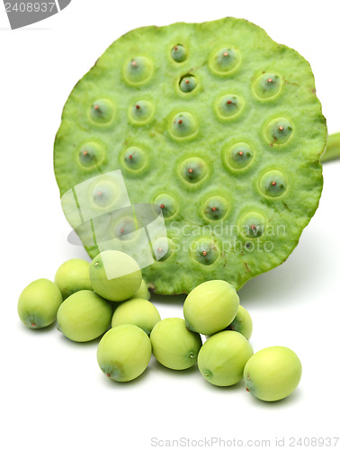 Image of Freshness Lotus seed and pod