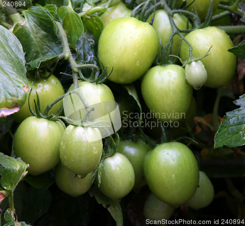 Image of Green organic tomatoes