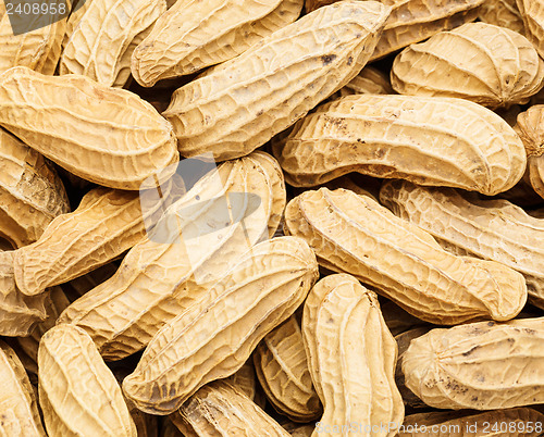 Image of Peanut close up