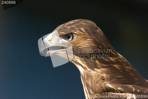 Image of Young falcon