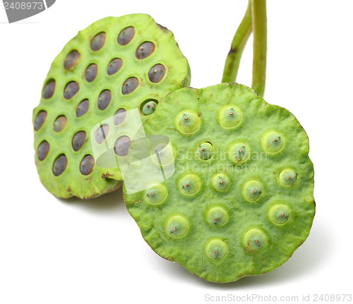 Image of Bouquet of Lotus seed pod